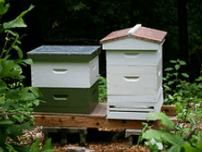 Types of beehives