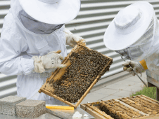 Starting beekeeping