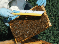 Beekeeping equipment essentials