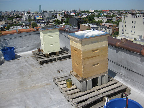 Rooftop behives