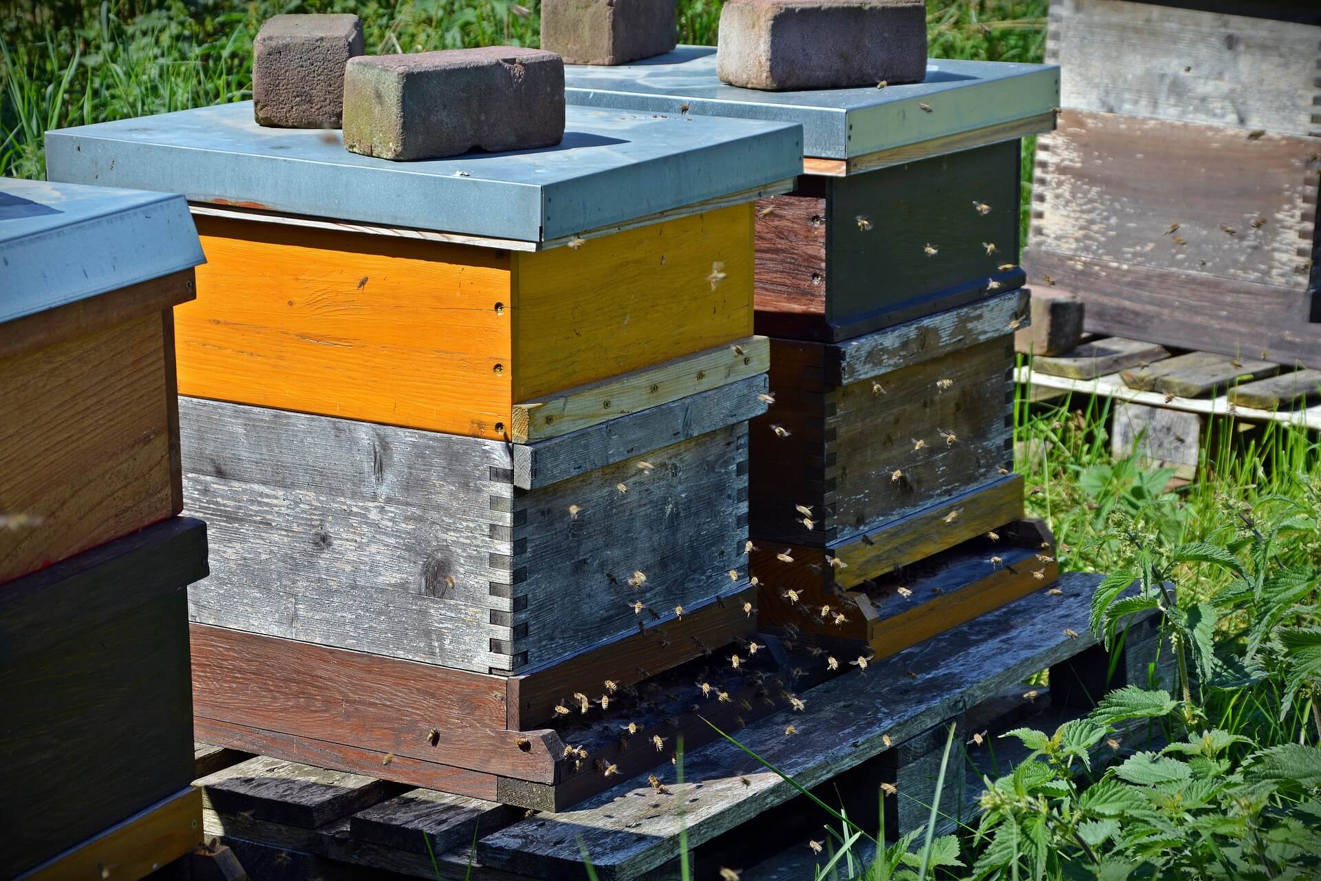 how-to-build-a-beehive-some-simple-tips