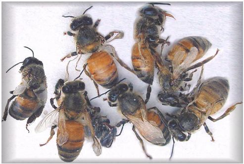 Honey bees with deformed wings caused by varroa