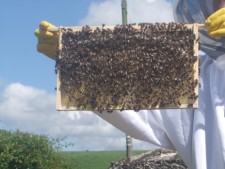 Transferring the frames of bees to the new beehive Transferring a frame to the new beehive