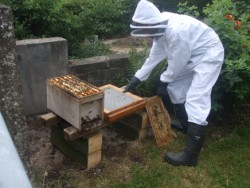 Setting up the new beehive Setting up the new beehive
