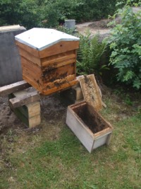 The bees safely in their new hive The bees safely in their new hive