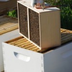 Package bees on top of hive